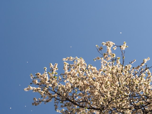 Poet’tree